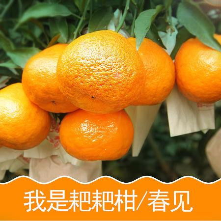 耙耙柑与丑橘 探秘四川蒲江冬春季的味蕾惊喜