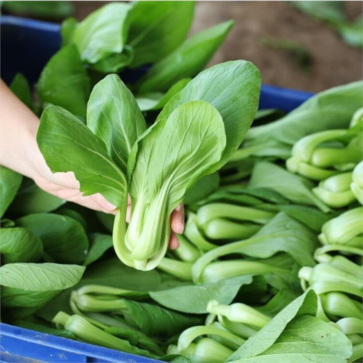 平湖优选 工厂食堂的新鲜方程式——饭堂食材配送与水果专供服务